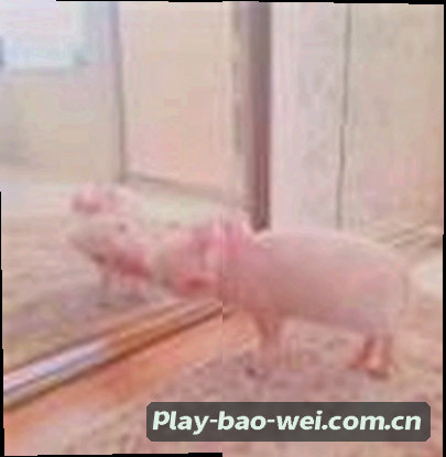 郑阳